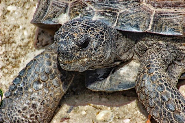 Nature Sand Exotic'i ücretsiz indirin - GIMP çevrimiçi resim düzenleyiciyle düzenlenecek ücretsiz fotoğraf veya resim