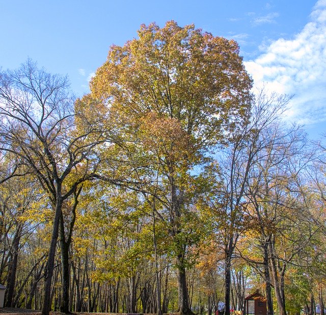 Безкоштовно завантажте Nature Scenic Tree – безкоштовну фотографію чи зображення для редагування за допомогою онлайн-редактора зображень GIMP