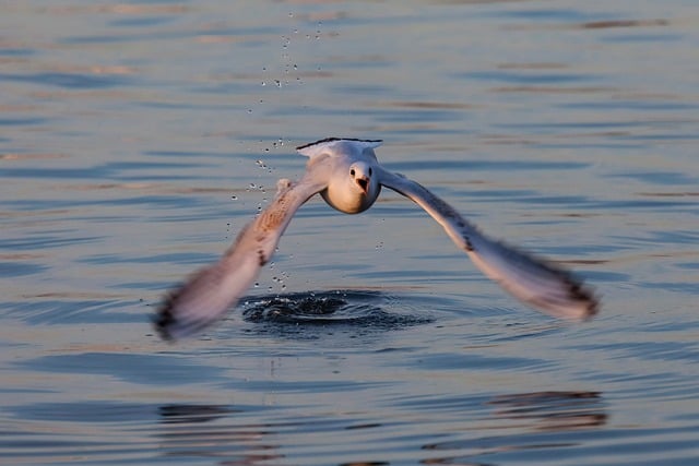 Free download nature sea bird gull ornithology free picture to be edited with GIMP free online image editor