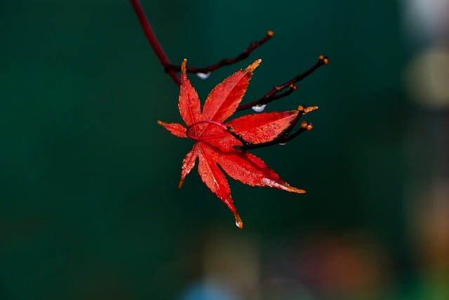 قم بتنزيل صورة مجانية لفصل الطبيعة في فصل الخريف وأوراق الشجر مجانًا لتحريرها باستخدام محرر الصور المجاني عبر الإنترنت GIMP
