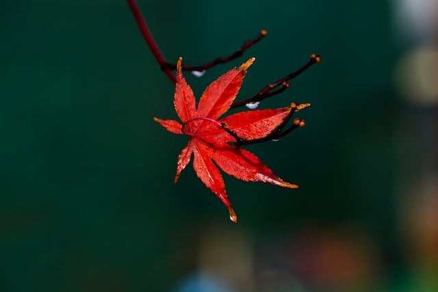 Free download nature season fall autumn foliage free picture to be edited with GIMP free online image editor