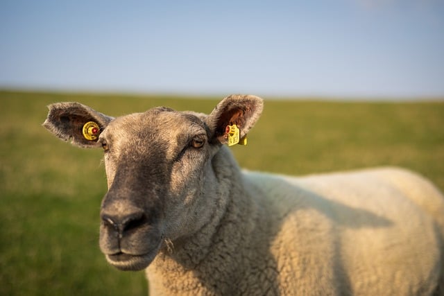 Free download nature sheep animal mammal fur free picture to be edited with GIMP free online image editor