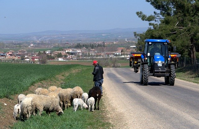 Descarga gratuita Nature Sheep Shepherd - foto o imagen gratuita para editar con el editor de imágenes en línea GIMP