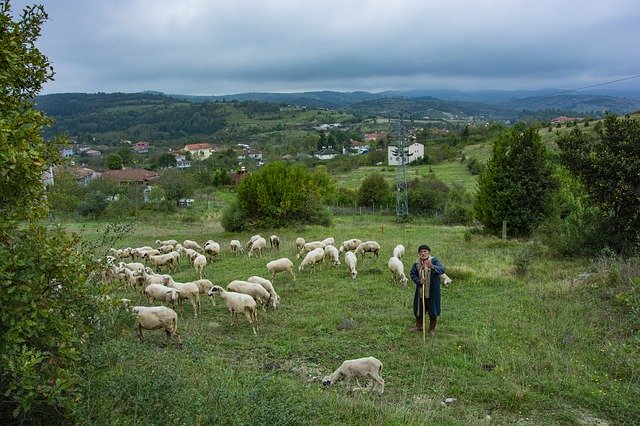Kostenloser Download Nature Sheeps Rural - kostenloses Foto oder Bild zur Bearbeitung mit GIMP Online-Bildbearbeitung