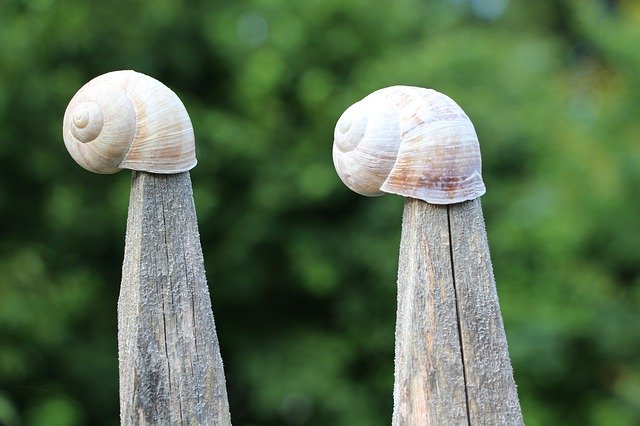 Gratis download Nature Shell Snail - gratis foto of afbeelding om te bewerken met GIMP online afbeeldingseditor
