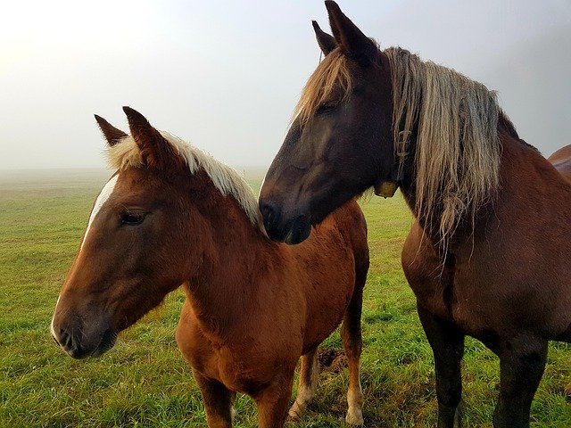 Bezpłatne pobieranie Nature Silence Peaceful - bezpłatne zdjęcie lub obraz do edycji za pomocą internetowego edytora obrazów GIMP