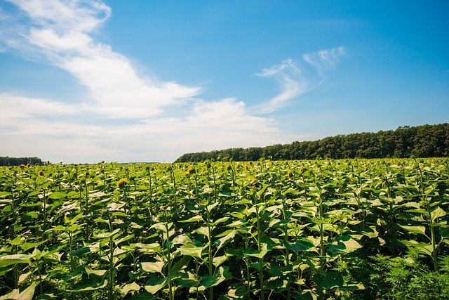 Téléchargement gratuit Nature Sky Green - photo ou image gratuite à éditer avec l'éditeur d'images en ligne GIMP