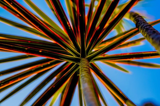 Free download nature sky leaves garden free picture to be edited with GIMP free online image editor