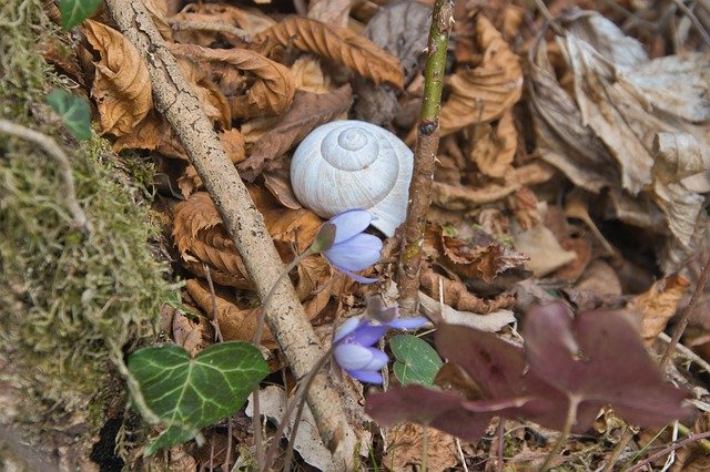 Descarga gratuita Nature Snail Shell Flowers - foto o imagen gratuita para editar con el editor de imágenes en línea GIMP