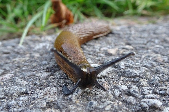 Безкоштовно завантажте Nature Snail Slowly - безкоштовну фотографію чи зображення для редагування за допомогою онлайн-редактора зображень GIMP