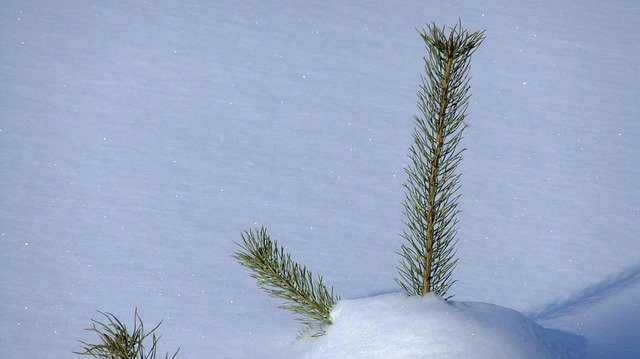Muat turun percuma Nature Snow Landscape In - foto atau gambar percuma untuk diedit dengan editor imej dalam talian GIMP