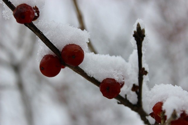 ດາວໂຫຼດຟຣີ Nature Snow Winter Covered photo template to be edited with GIMP online image editor