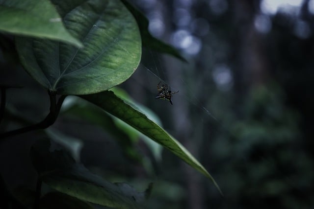 Free download nature spider entomology insect free picture to be edited with GIMP free online image editor