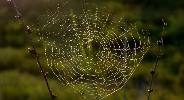 Free download Nature Spider Insect -  free photo or picture to be edited with GIMP online image editor