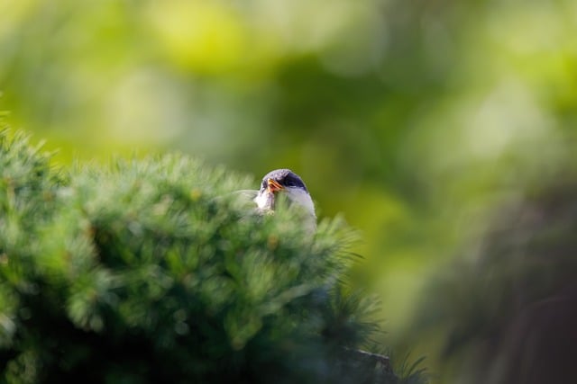 Free download nature spring bird green free picture to be edited with GIMP free online image editor