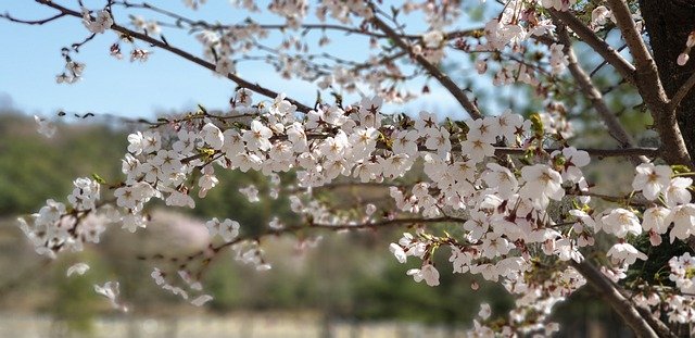 Muat turun percuma Nature Spring Cherry Blossom - foto atau gambar percuma untuk diedit dengan editor imej dalam talian GIMP
