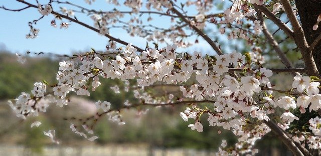 Free download Nature Spring Cherry Blossom -  free photo or picture to be edited with GIMP online image editor