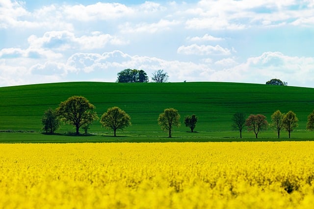 Free download nature spring field of rapeseeds free picture to be edited with GIMP free online image editor