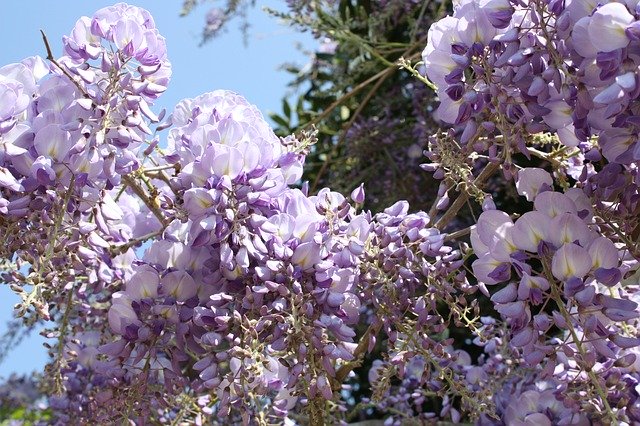 Kostenloser Download Nature Spring Flower - kostenloses Foto oder Bild zur Bearbeitung mit GIMP Online-Bildbearbeitung