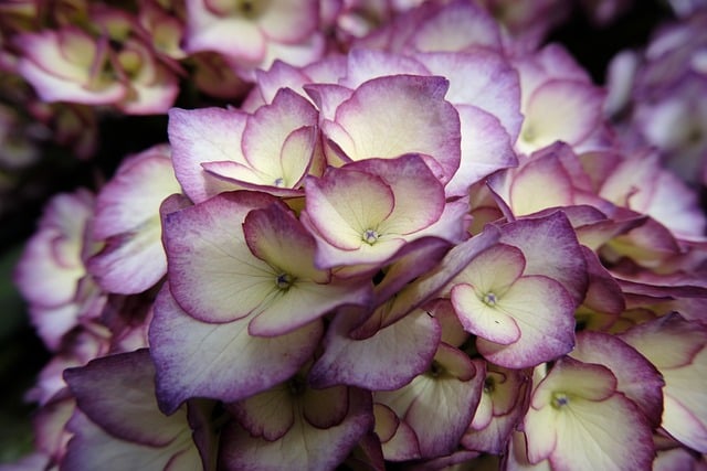 Free download nature spring flowers vibrant free picture to be edited with GIMP free online image editor