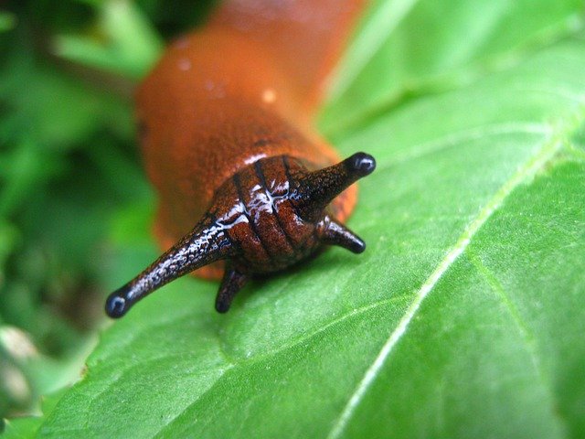 Bezpłatne pobieranie Nature Spring Garden - bezpłatne zdjęcie lub obraz do edycji za pomocą internetowego edytora obrazów GIMP