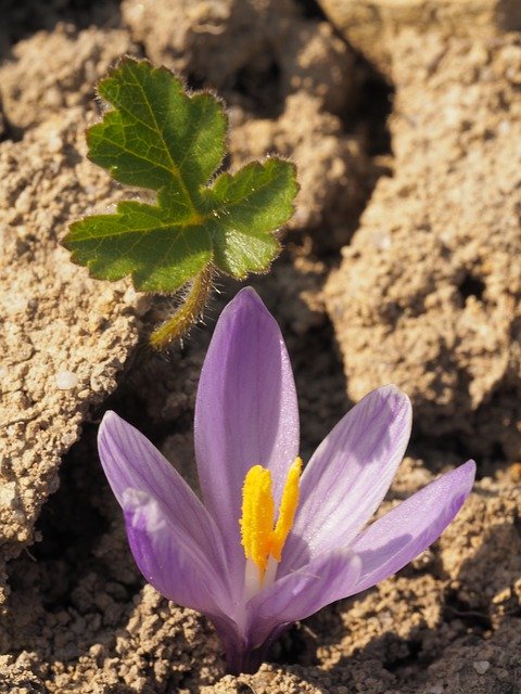 무료 다운로드 Nature Spring Macro - 무료 사진 또는 GIMP 온라인 이미지 편집기로 편집할 사진