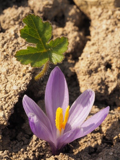 Безкоштовно завантажте Nature Spring Macro - безкоштовну фотографію або зображення для редагування за допомогою онлайн-редактора зображень GIMP