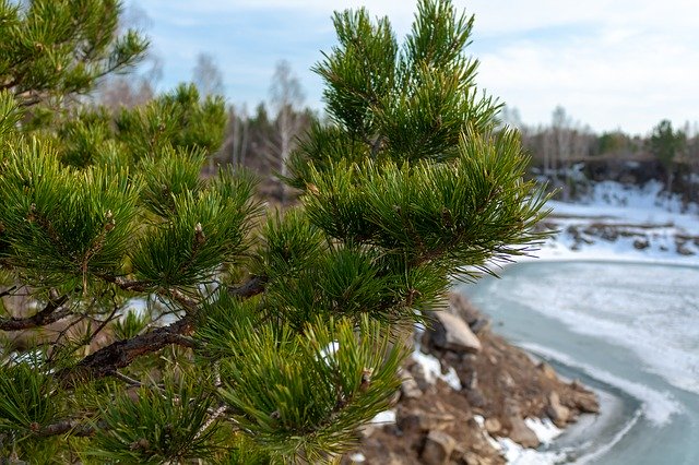 Download gratuito di Nature Spring Pine: foto o immagini gratuite da modificare con l'editor di immagini online GIMP