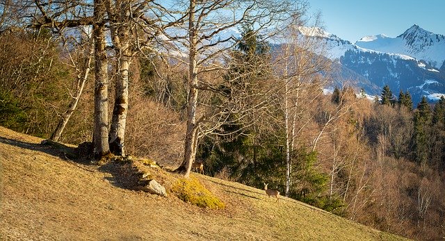 Muat turun percuma Nature Spring Roe Deer - foto atau gambar percuma untuk diedit dengan editor imej dalam talian GIMP