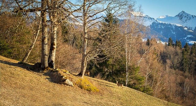 무료 다운로드 Nature Spring Roe Deer - 무료 사진 또는 GIMP 온라인 이미지 편집기로 편집할 수 있는 사진