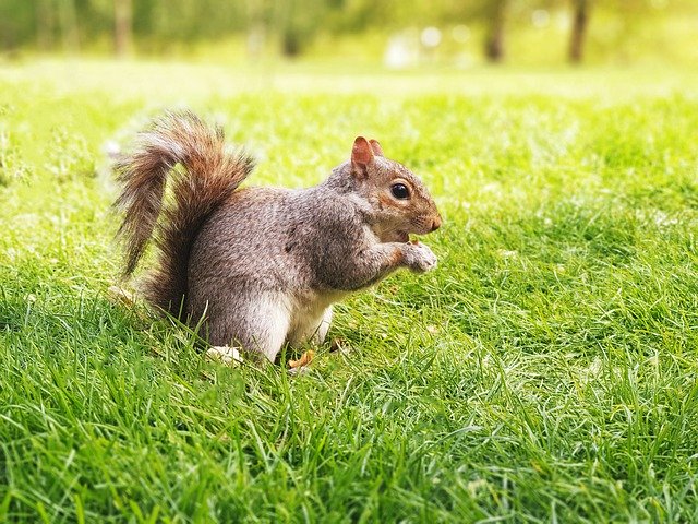 Free download Nature Squirrel Soft -  free photo or picture to be edited with GIMP online image editor