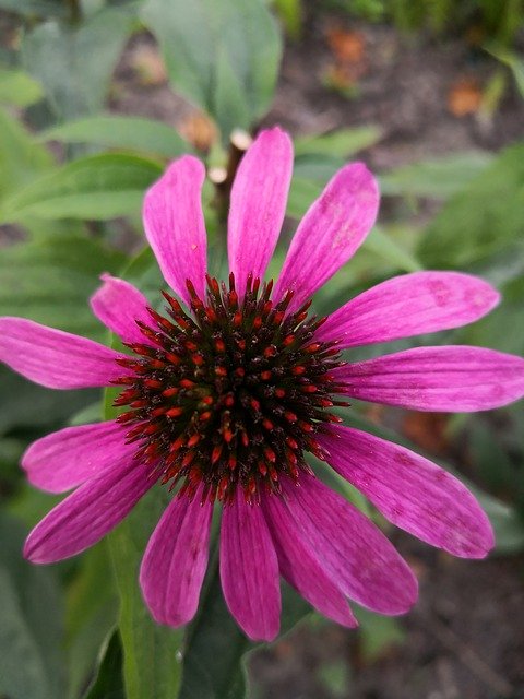 ດາວໂຫລດ Nature Summer ຟຣີ - ຮູບພາບຫຼືຮູບພາບທີ່ບໍ່ເສຍຄ່າເພື່ອແກ້ໄຂດ້ວຍຕົວແກ້ໄຂຮູບພາບອອນໄລນ໌ GIMP