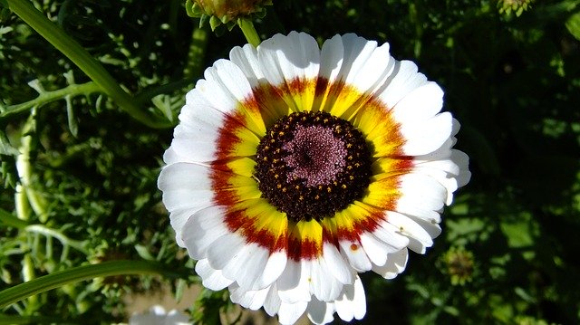 Безкоштовно завантажте Nature Summer Flower - безкоштовну фотографію або зображення для редагування за допомогою онлайн-редактора зображень GIMP