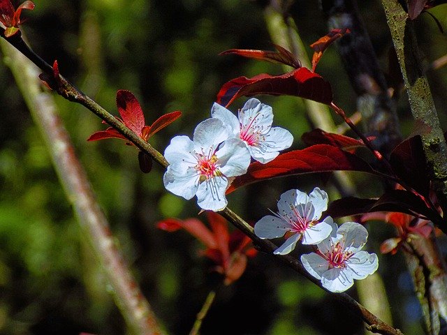 تنزيل Nature Summer Plant مجانًا - صورة أو صورة مجانية ليتم تحريرها باستخدام محرر الصور عبر الإنترنت GIMP