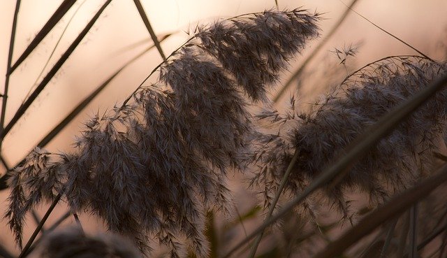 Free download Nature Sunset Plant -  free photo or picture to be edited with GIMP online image editor