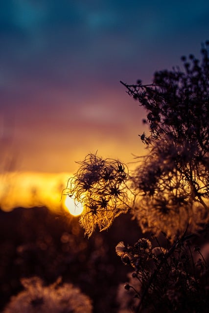 Free download nature sunset weeds plants free picture to be edited with GIMP free online image editor