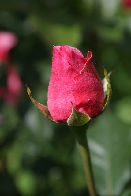 ດາວໂຫຼດ Nature Supplies Flowers - ຮູບພາບ ຫຼືຮູບພາບທີ່ບໍ່ເສຍຄ່າເພື່ອແກ້ໄຂດ້ວຍຕົວແກ້ໄຂຮູບພາບອອນໄລນ໌ GIMP