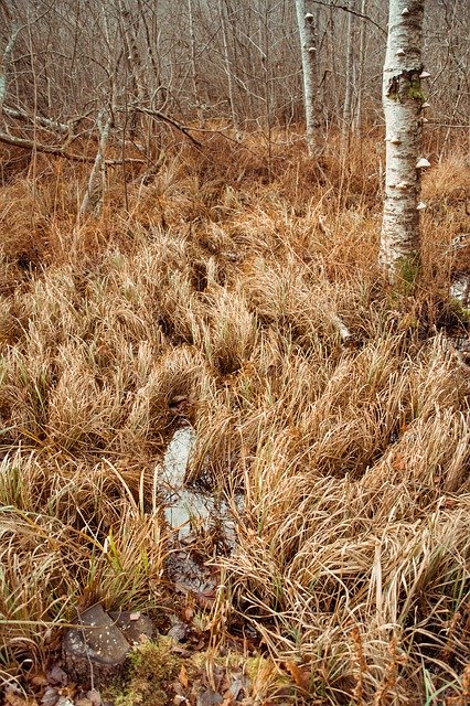 Free download Nature Swamp Landscapes -  free photo or picture to be edited with GIMP online image editor