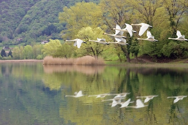 Free download nature swans lake landscape free picture to be edited with GIMP free online image editor