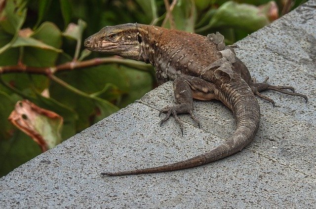 Безкоштовно завантажте Nature Tenerife Animal - безкоштовну фотографію або зображення для редагування за допомогою онлайн-редактора зображень GIMP