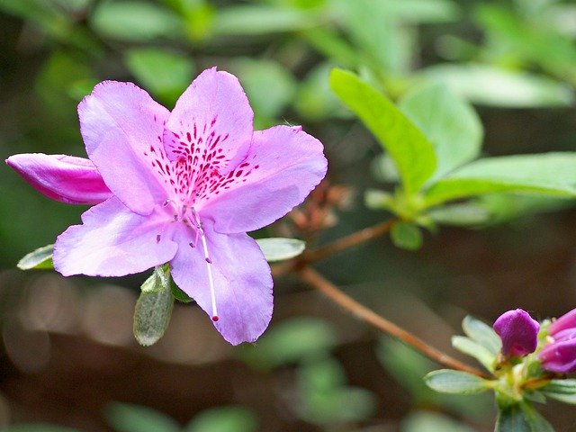 무료 다운로드 Nature The Beauty Of - 무료 사진 또는 GIMP 온라인 이미지 편집기로 편집할 사진