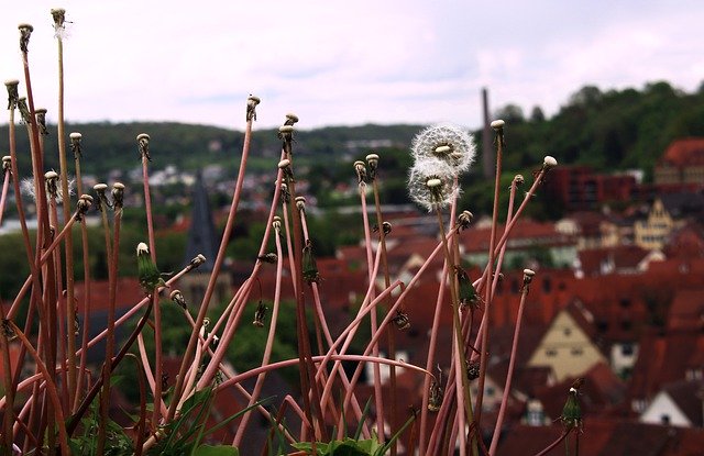 Free download Nature Travel Flowers -  free photo or picture to be edited with GIMP online image editor