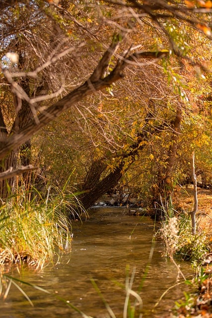 Free download nature tree autumn forest free picture to be edited with GIMP free online image editor