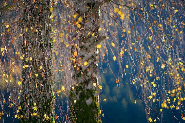 Free download nature tree birch leaves fall free picture to be edited with GIMP free online image editor