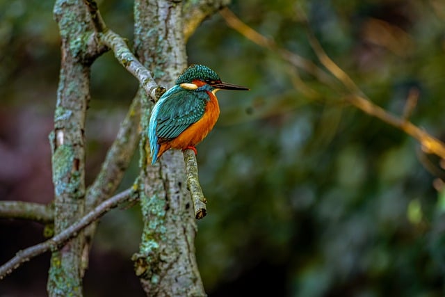 Free download nature tree bird kingfisher free picture to be edited with GIMP free online image editor