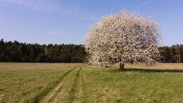 Descarga gratuita Nature Tree Blossoms: foto o imagen gratuita para editar con el editor de imágenes en línea GIMP