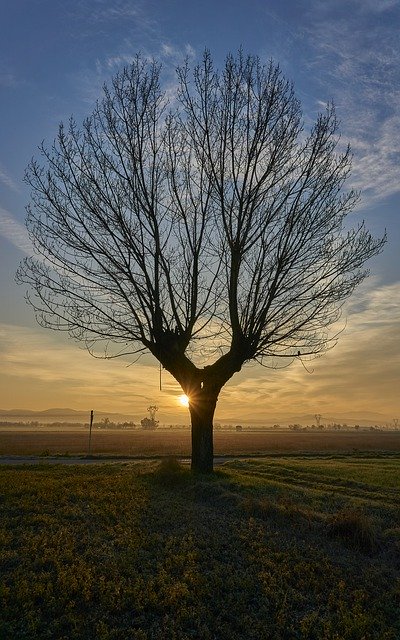 Muat turun percuma Nature Tree Dawn - foto atau gambar percuma untuk diedit dengan editor imej dalam talian GIMP