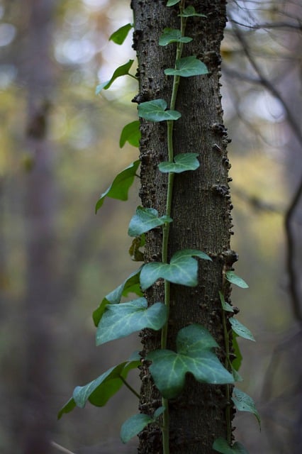 Free download nature tree forest ivy leaves free picture to be edited with GIMP free online image editor