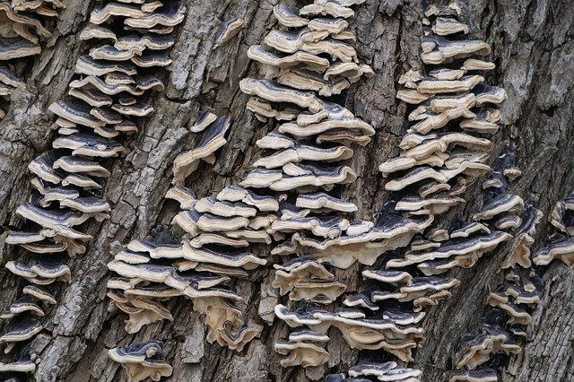 Bezpłatne pobieranie Nature Tree Fungi Bark - bezpłatne zdjęcie lub obraz do edycji za pomocą internetowego edytora obrazów GIMP