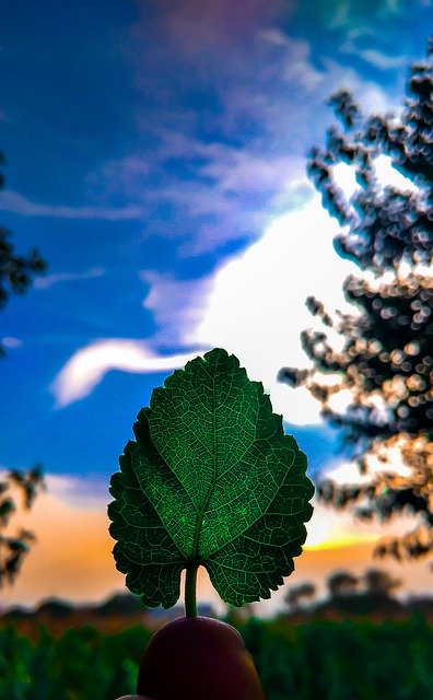 Free picture Nature Tree Leaf -  to be edited by GIMP free image editor by OffiDocs